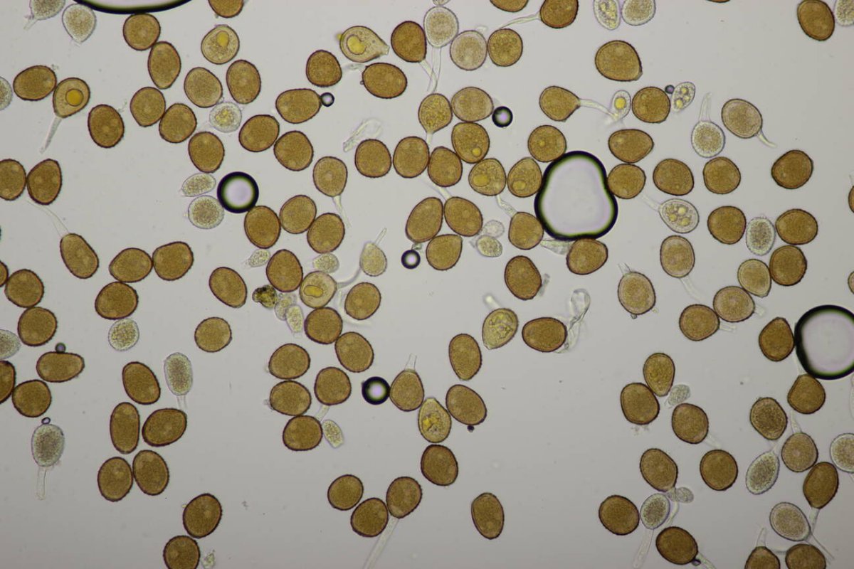 Botanischer Garten Duisburg-0090.jpg