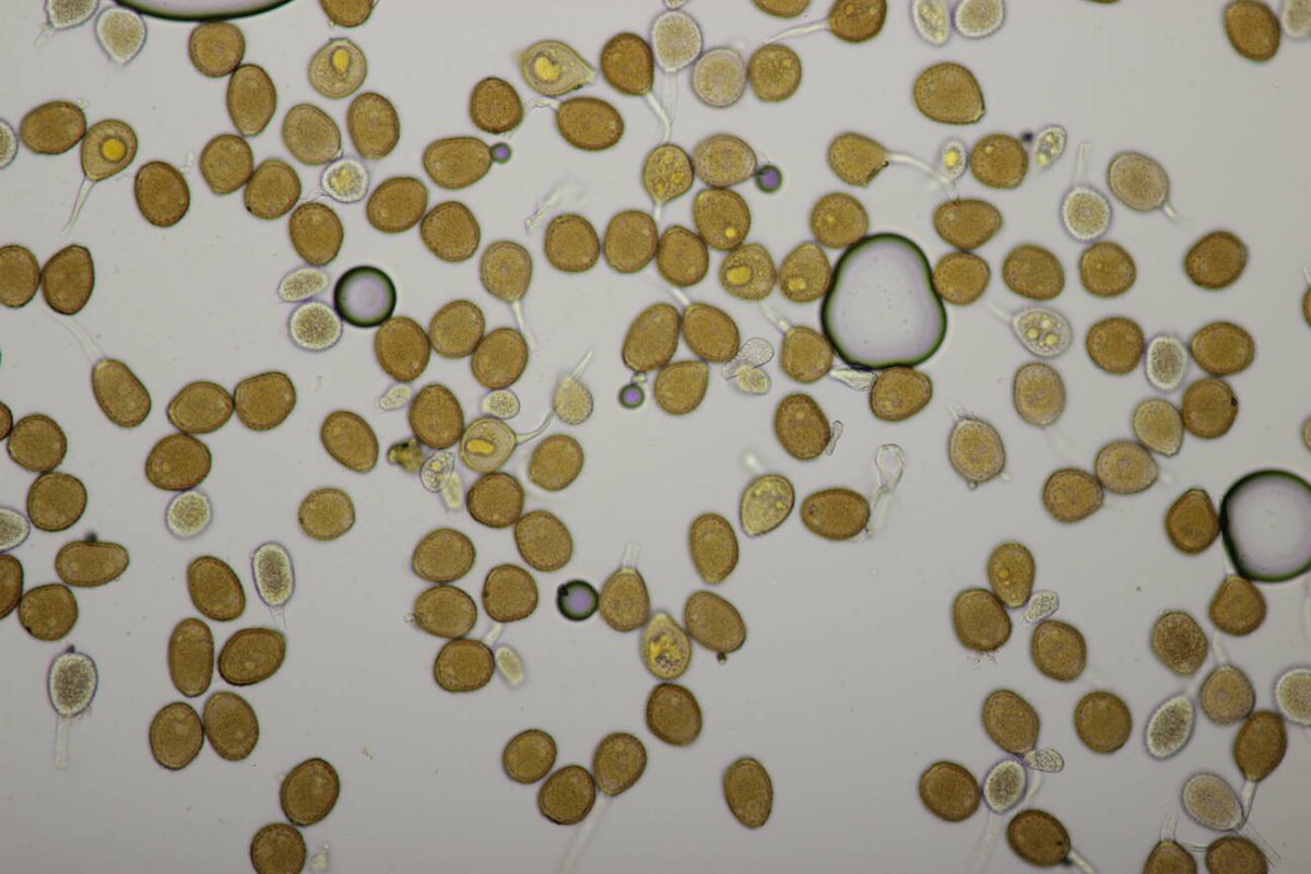 Botanischer Garten Duisburg-0091.jpg