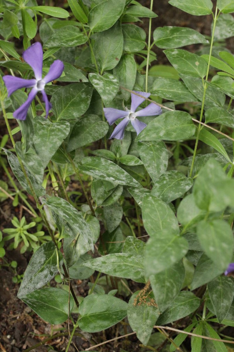 Botanischer Garten Duisburg-0003.jpg