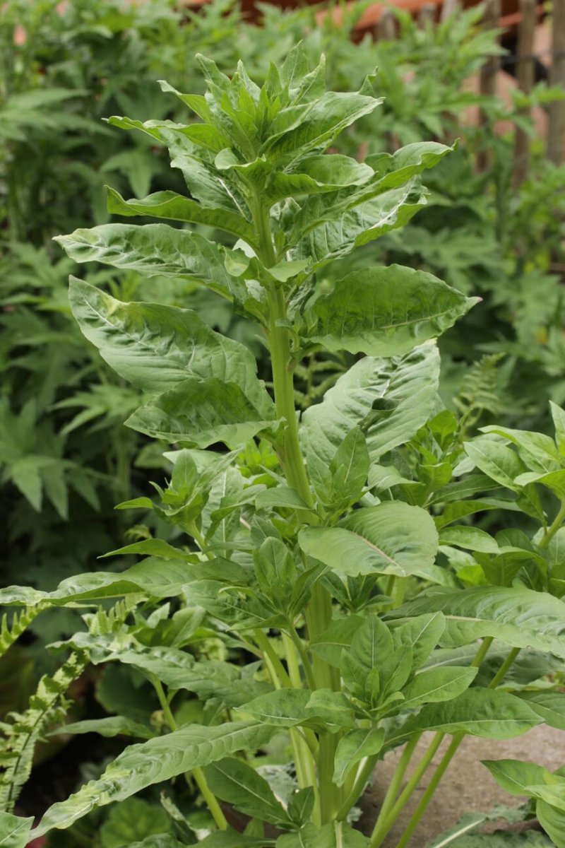 Botanischer Garten Duisburg-0013.jpg