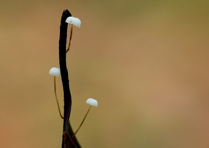 Marasmius_recubans_119.jpg