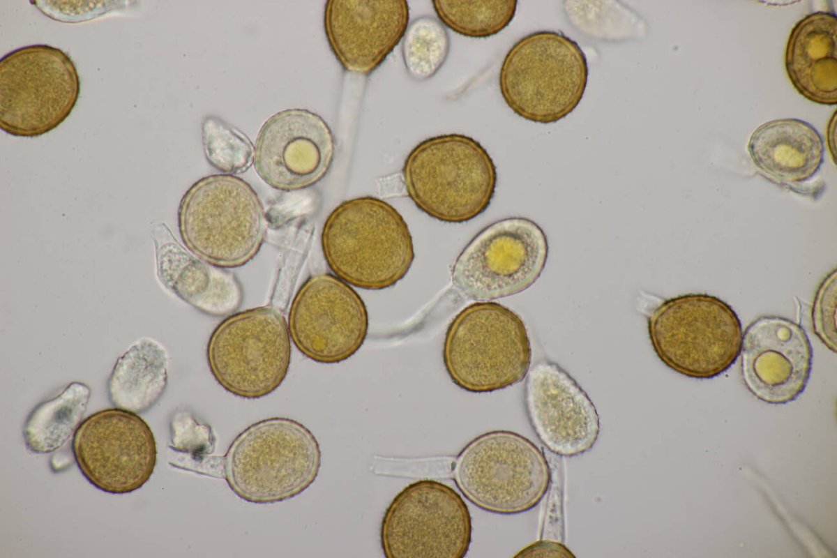 Botanischer Garten Duisburg-0095.jpg