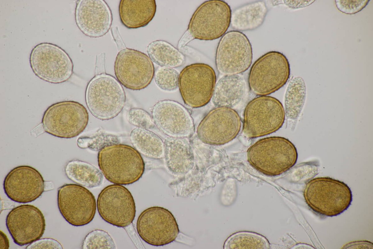 Botanischer Garten Duisburg-0096.jpg