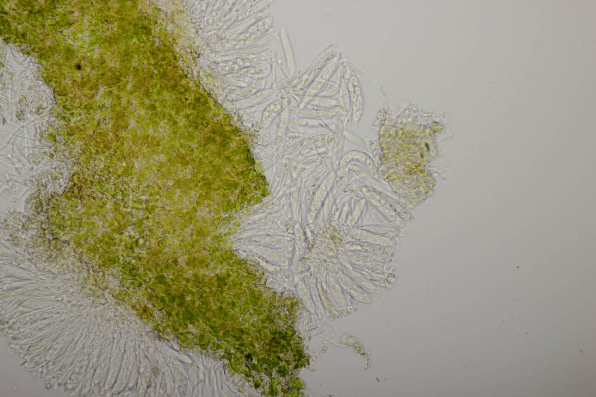 Botanischer Garten Duisburg-0119.jpg