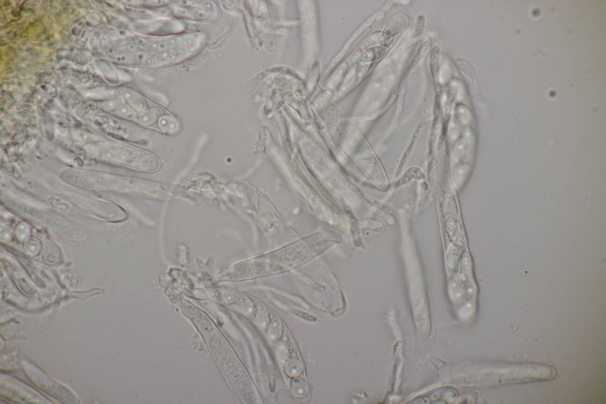 Botanischer Garten Duisburg-0121.jpg