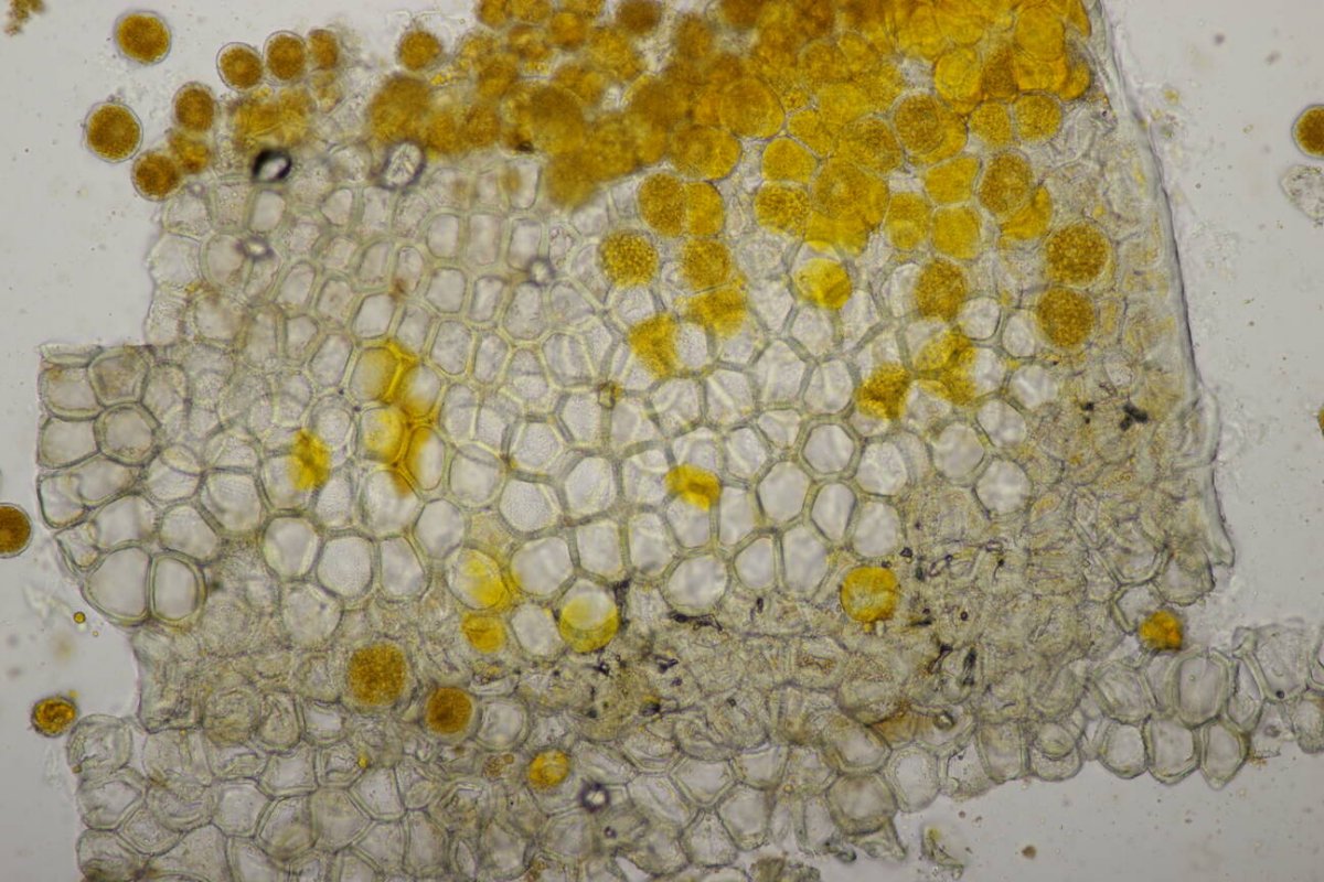 Botanischer Garten Duisburg-0080.jpg