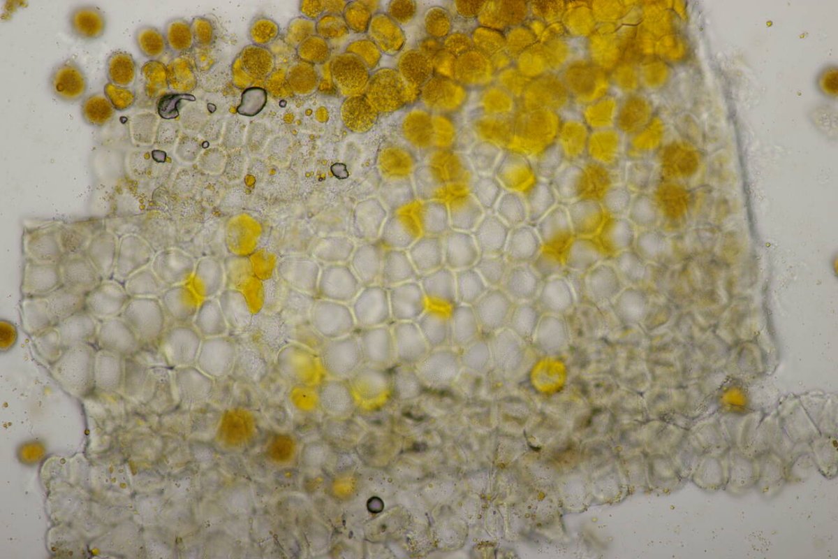 Botanischer Garten Duisburg-0081.jpg