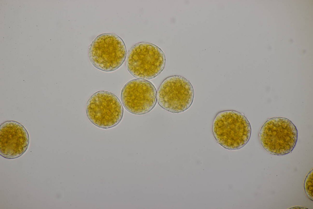 Botanischer Garten Duisburg-0082.jpg