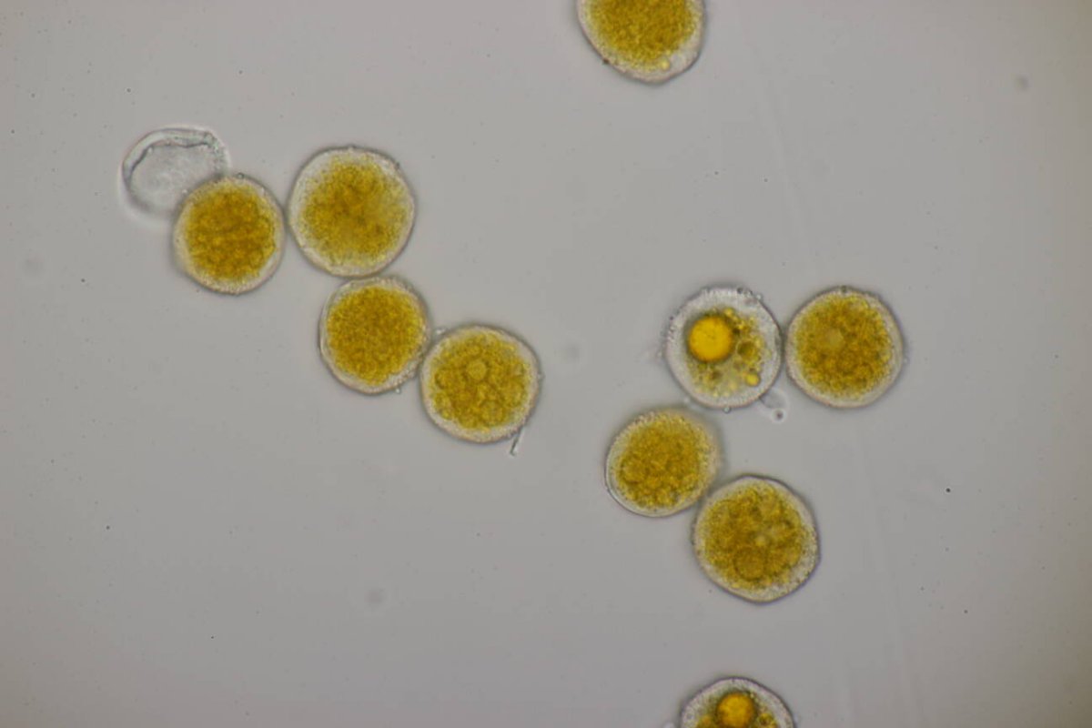 Botanischer Garten Duisburg-0085.jpg