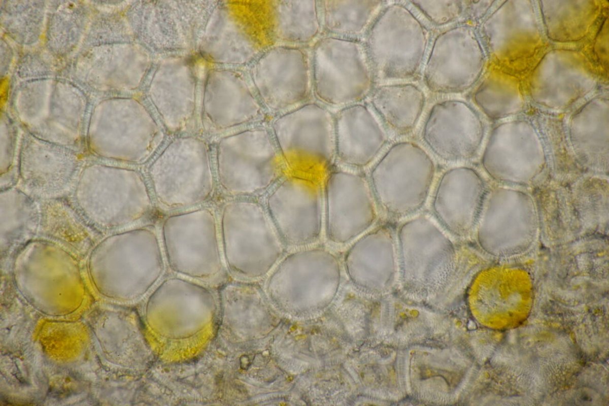 Botanischer Garten Duisburg-0088.jpg