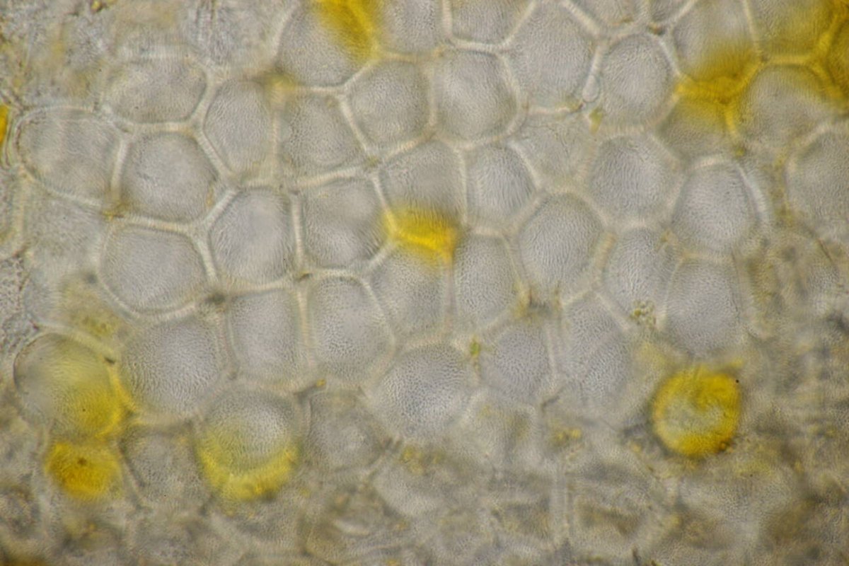 Botanischer Garten Duisburg-0089.jpg