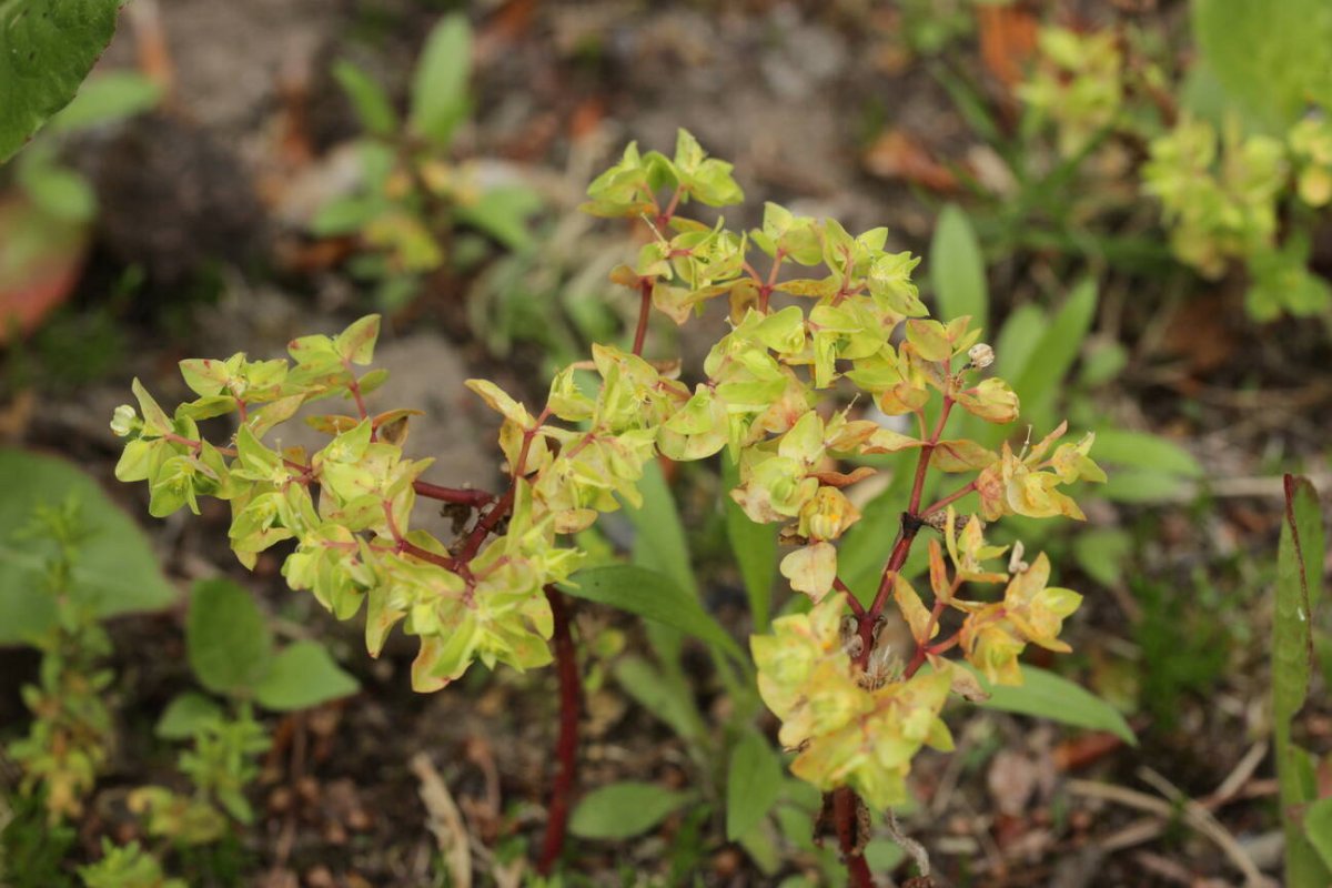 Botanischer Garten Duisburg-0035.jpg
