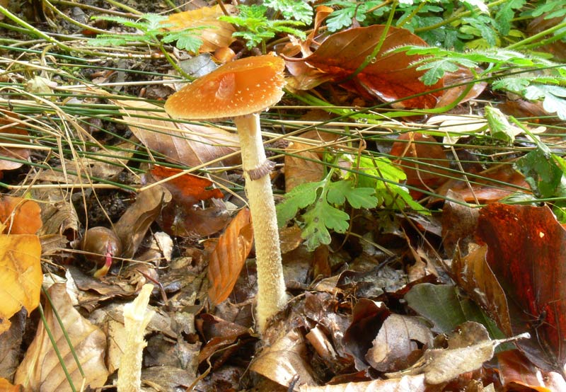 Stropharia_squamosa_var.thr.jpg