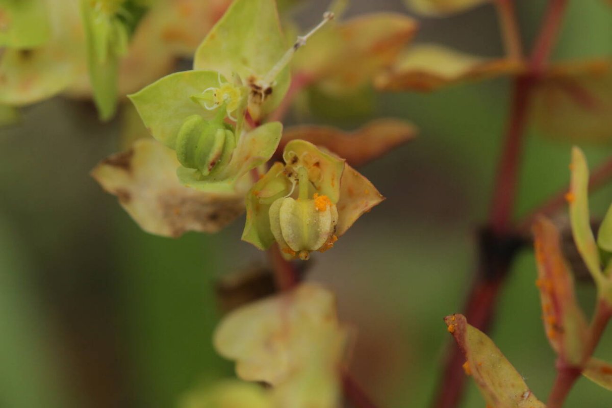 Botanischer Garten Duisburg-0037.jpg