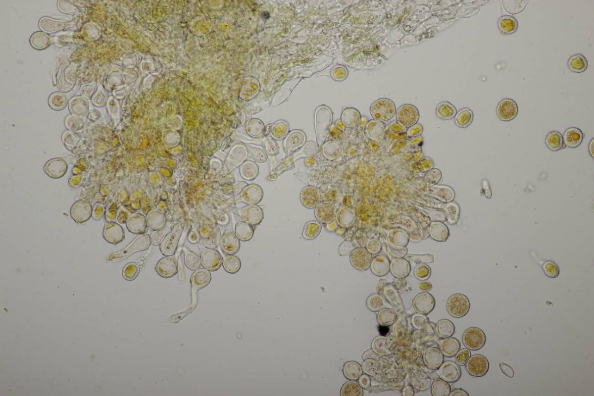 Botanischer Garten Duisburg-0101.jpg