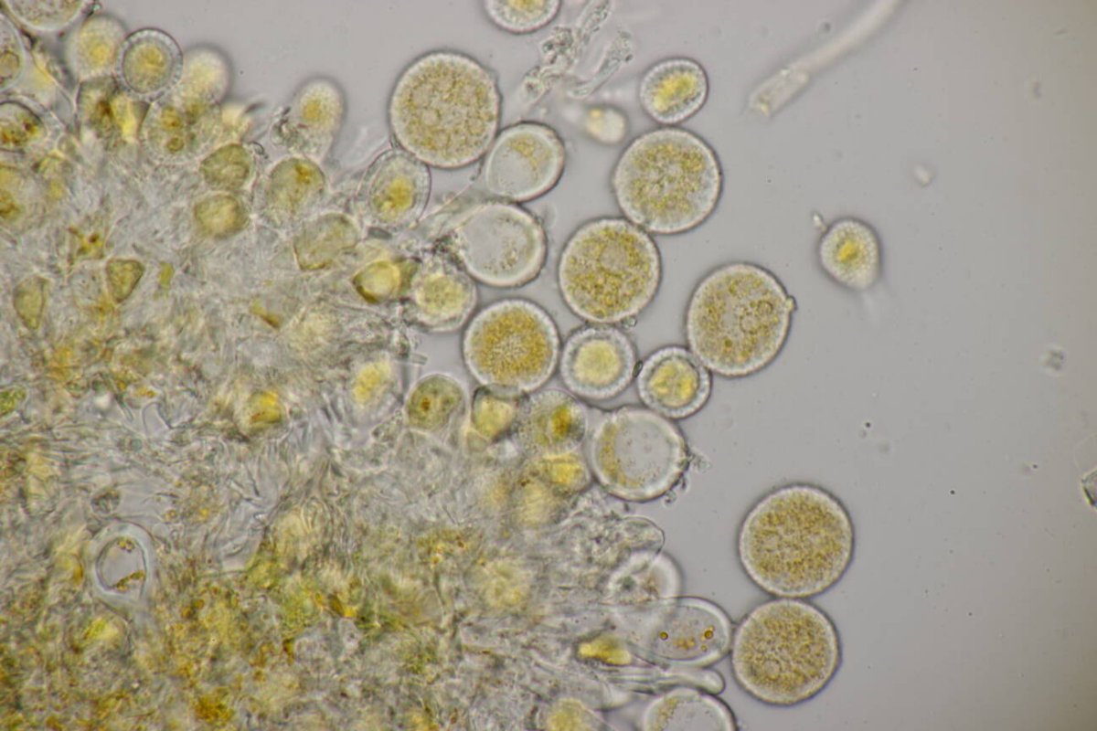 Botanischer Garten Duisburg-0105.jpg