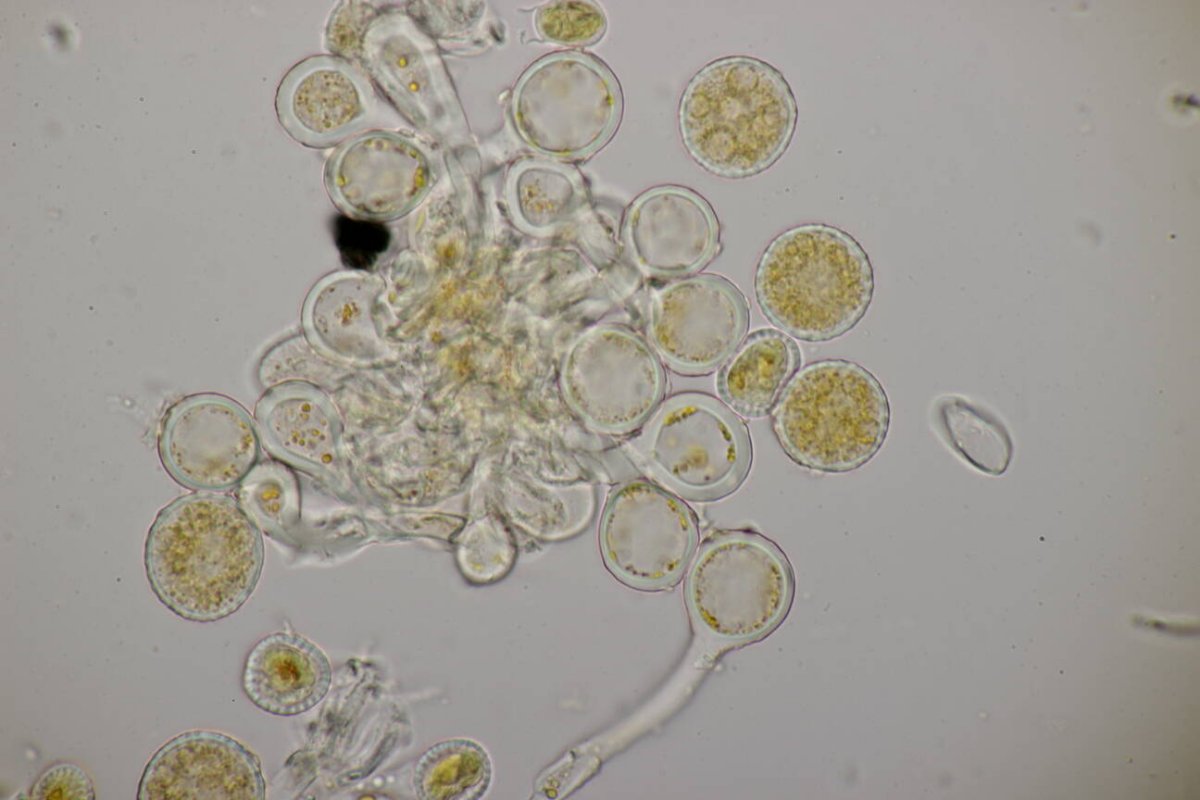 Botanischer Garten Duisburg-0107.jpg