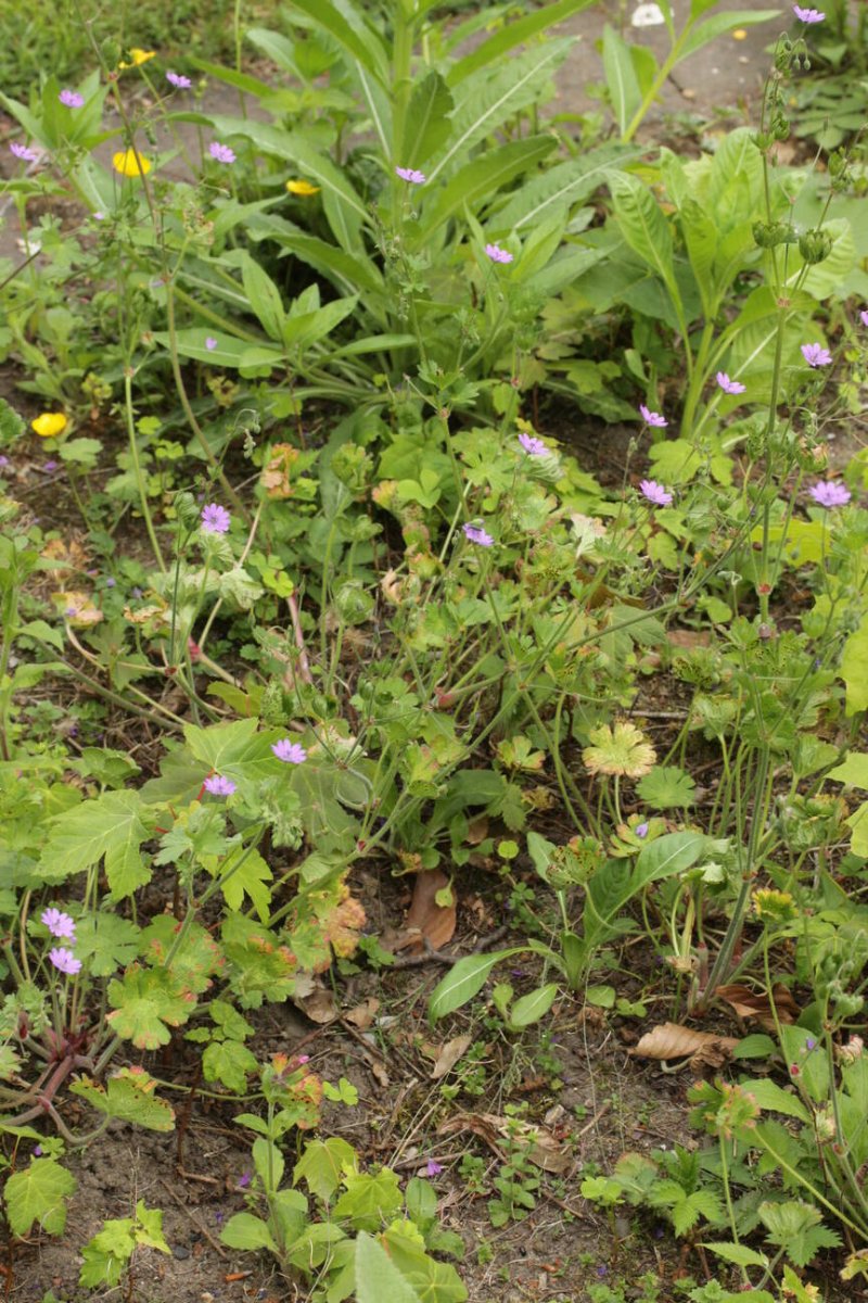 Botanischer Garten Duisburg-0039.jpg