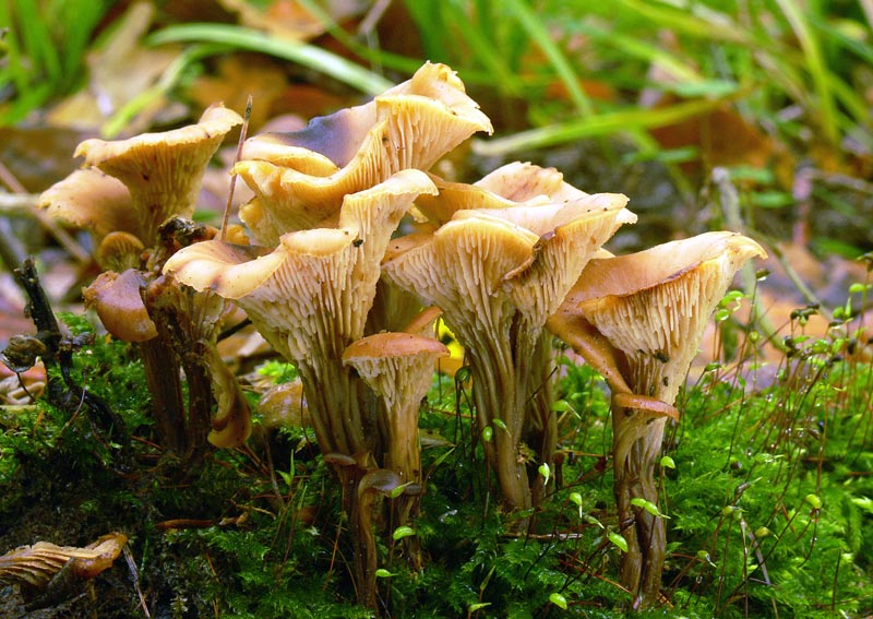 Lentinellus_cochleatus_105.jpg