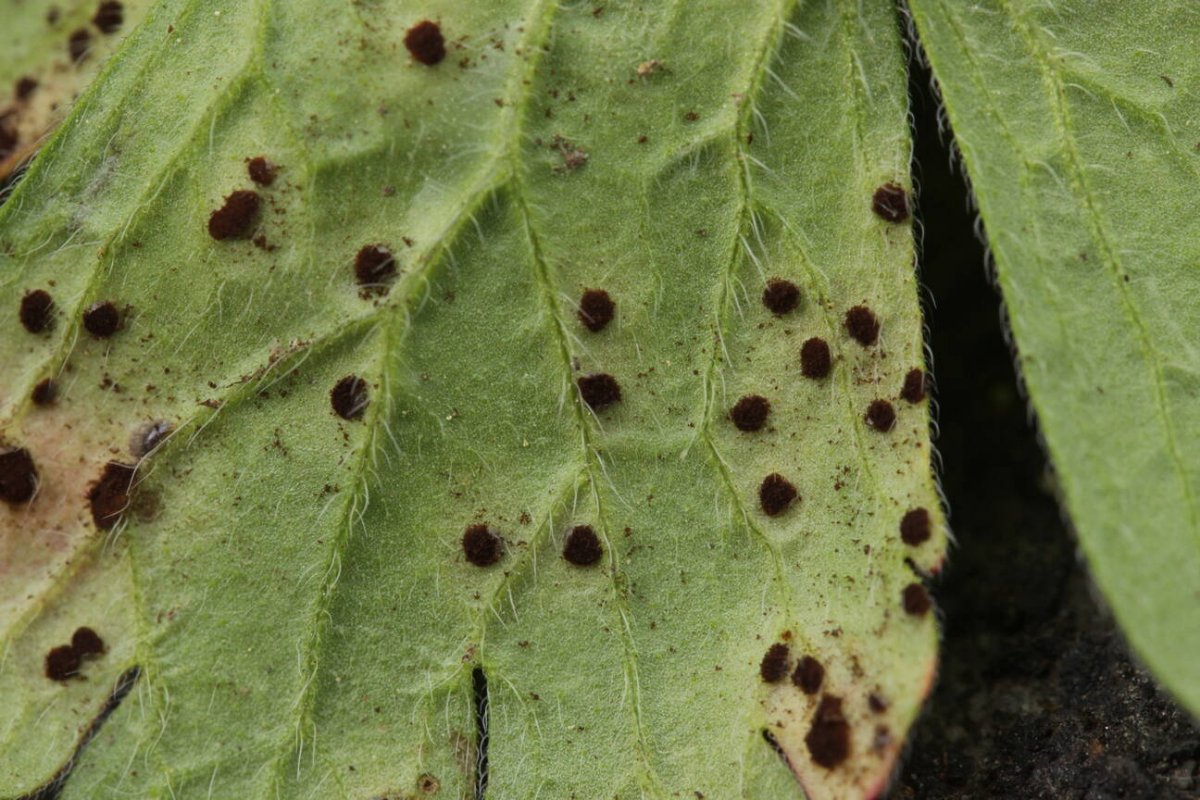 Botanischer Garten Duisburg-0044.jpg