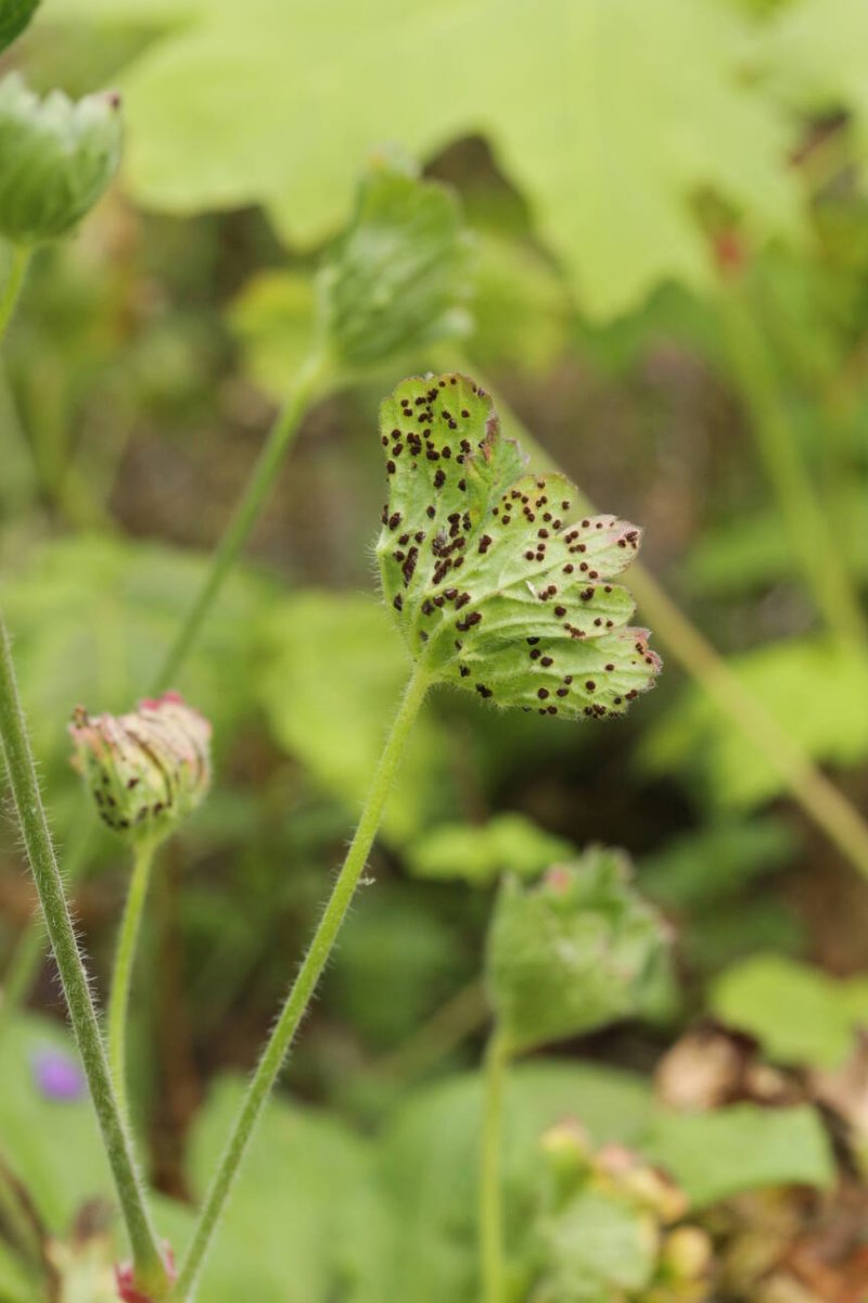 Botanischer Garten Duisburg-0047.jpg