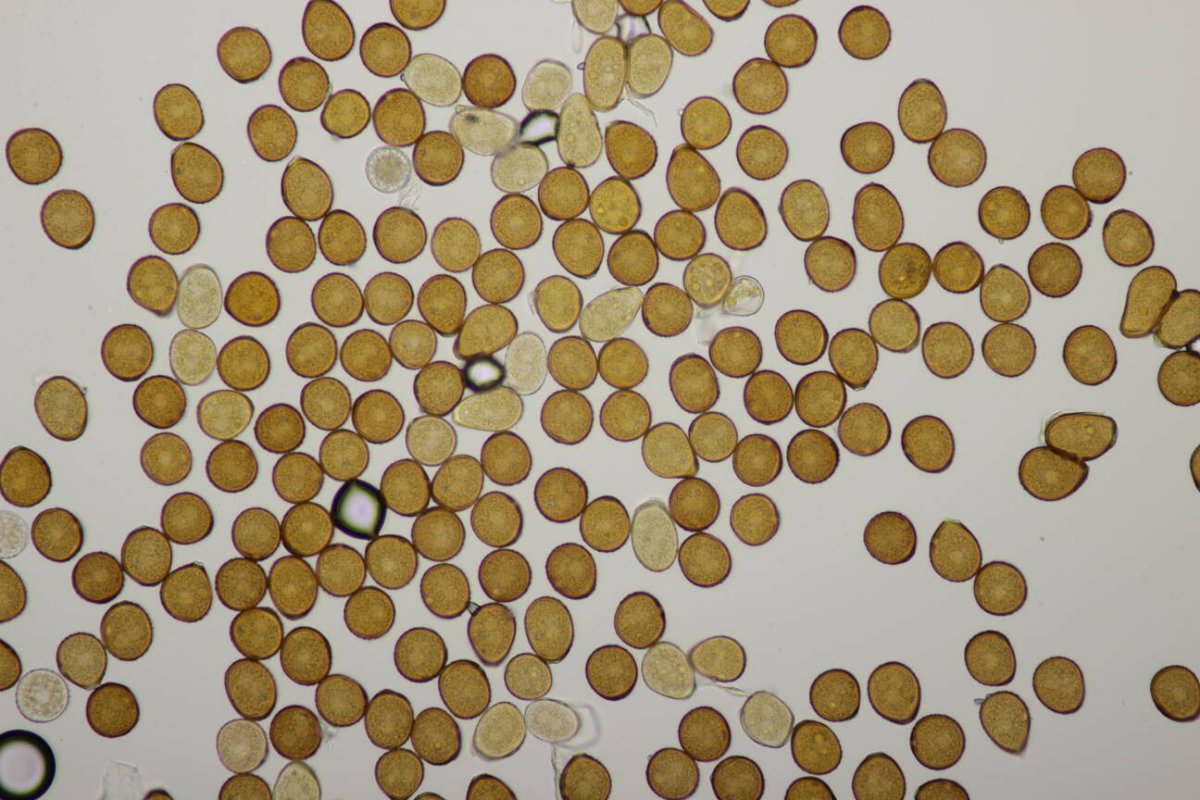 Botanischer Garten Duisburg-0072.jpg