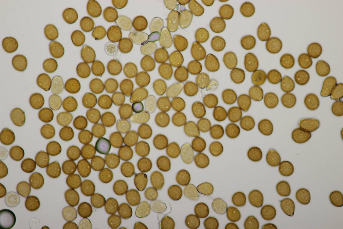 Botanischer Garten Duisburg-0073.jpg