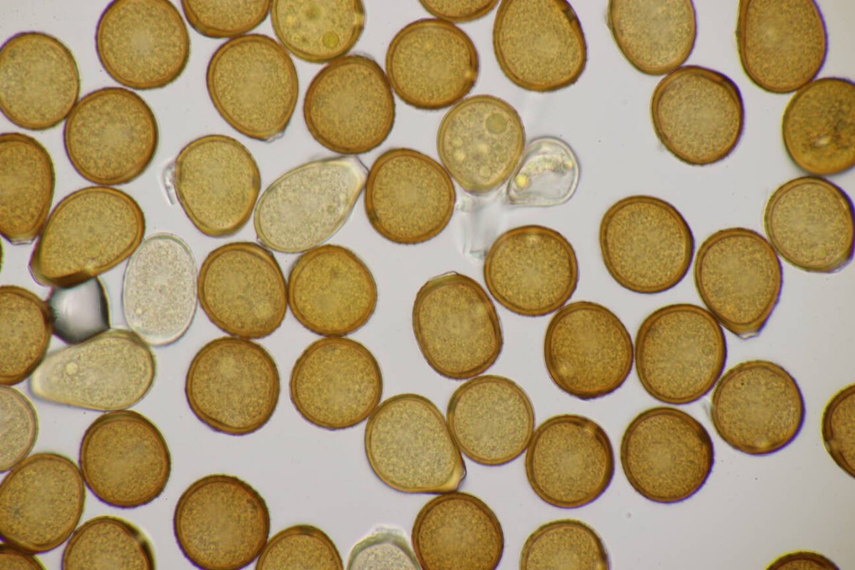 Botanischer Garten Duisburg-0074.jpg