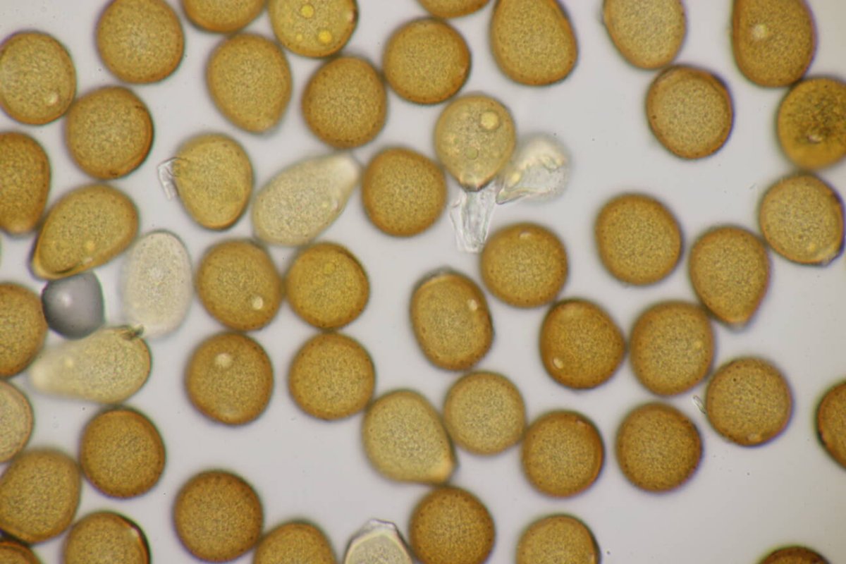 Botanischer Garten Duisburg-0075.jpg