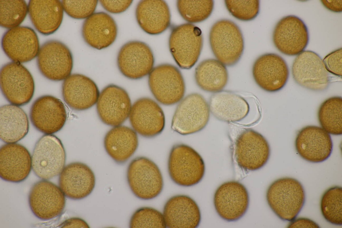 Botanischer Garten Duisburg-0076.jpg