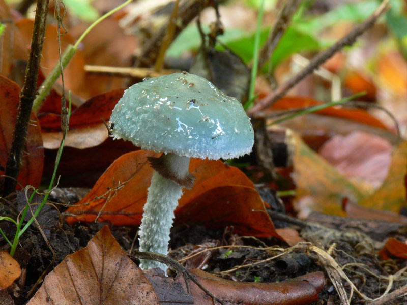 Stropharia_aeruginosa_128.jpg
