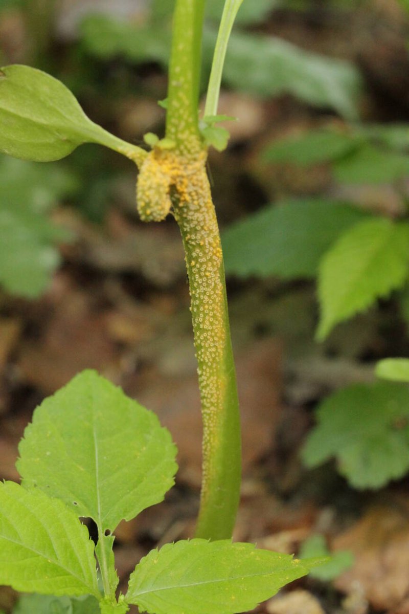 Botanischer Garten Duisburg-0054.jpg