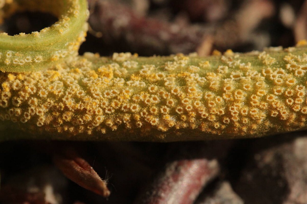Botanischer Garten Duisburg-0058.jpg