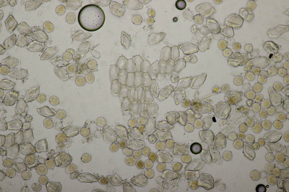 Botanischer Garten Duisburg-0061.jpg