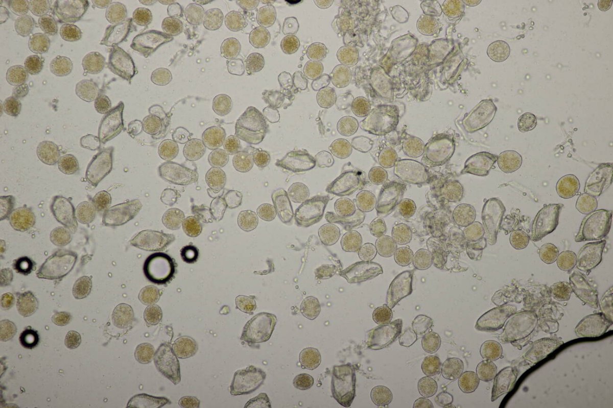 Botanischer Garten Duisburg-0063.jpg