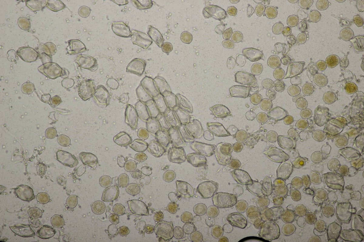 Botanischer Garten Duisburg-0064.jpg