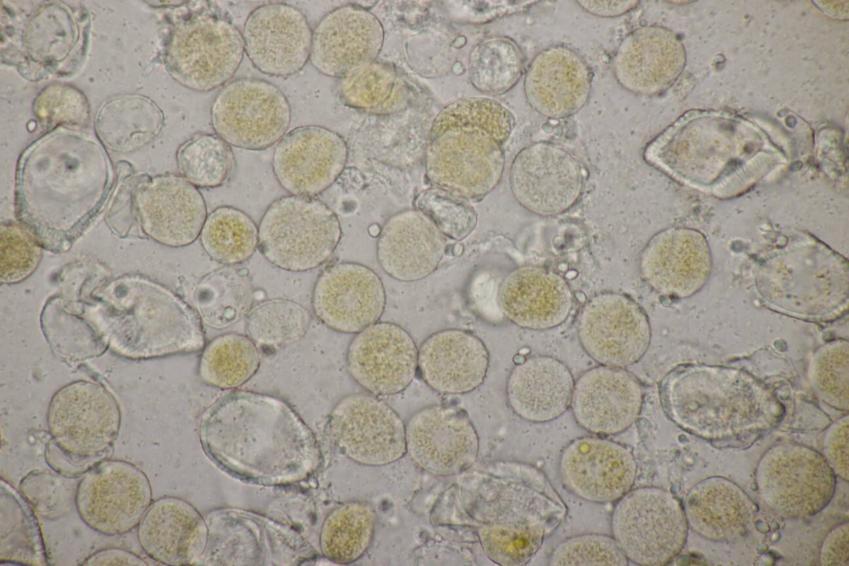 Botanischer Garten Duisburg-0067.jpg