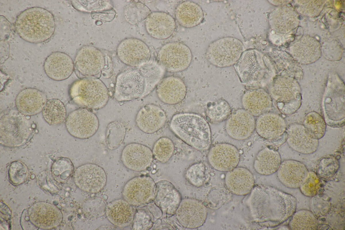 Botanischer Garten Duisburg-0068.jpg