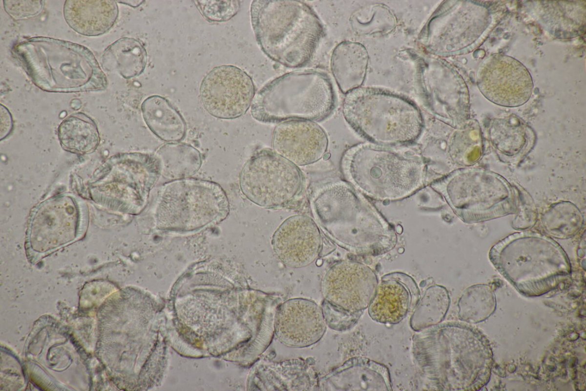 Botanischer Garten Duisburg-0070.jpg