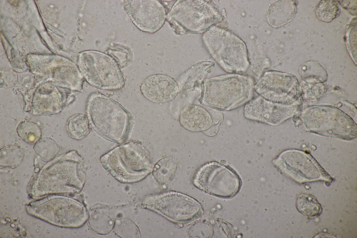 Botanischer Garten Duisburg-0071.jpg