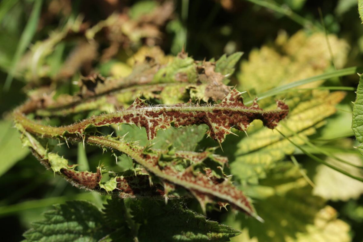 Rheinaue Friemersheim-0003.jpg