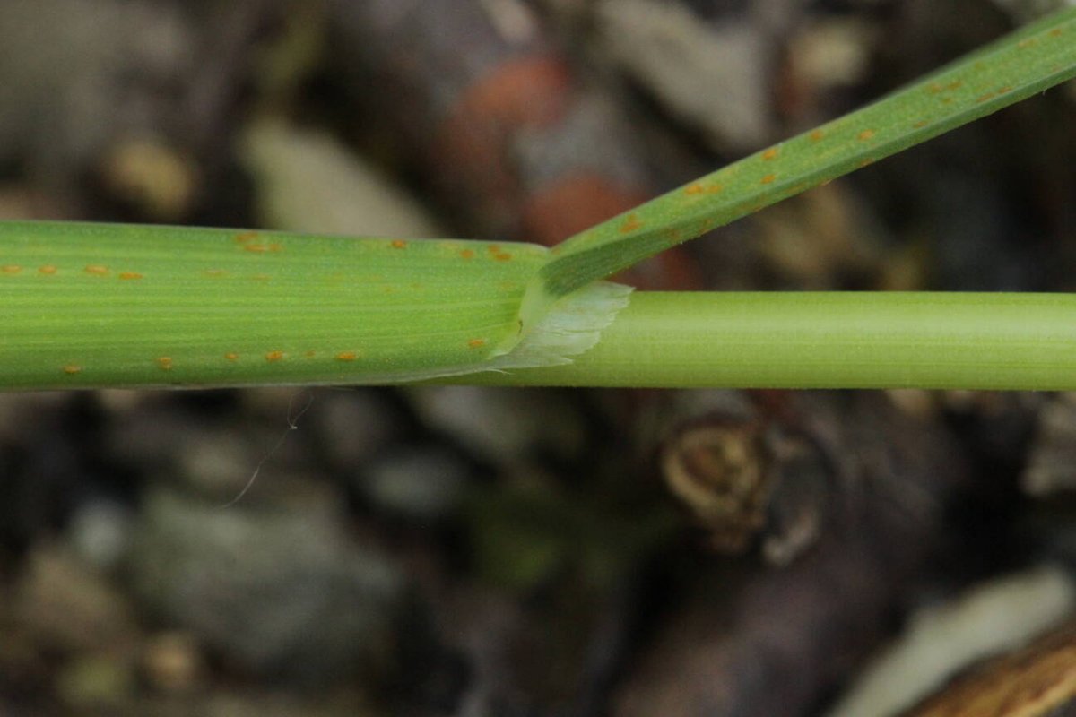 Rheinaue Friemersheim-0006.jpg