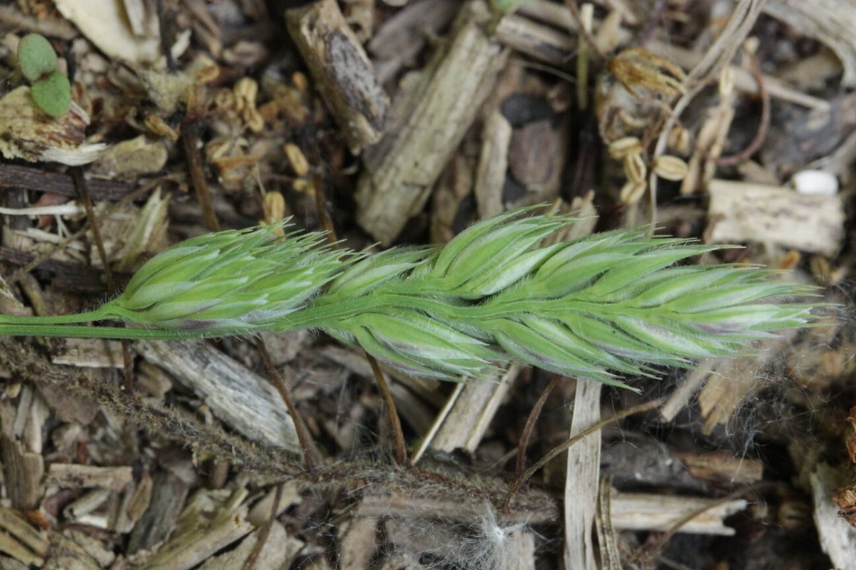 Rheinaue Friemersheim-0007.jpg