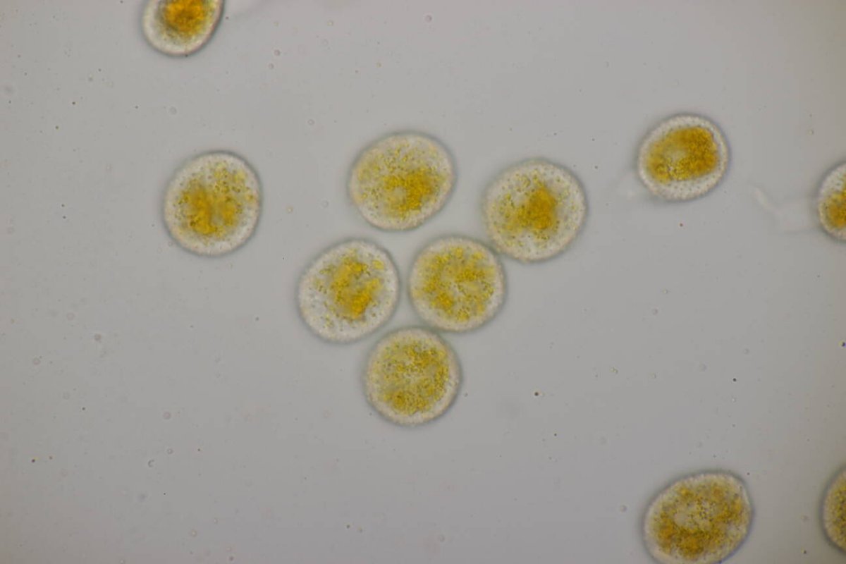 Rheinaue Friemersheim-0115.jpg