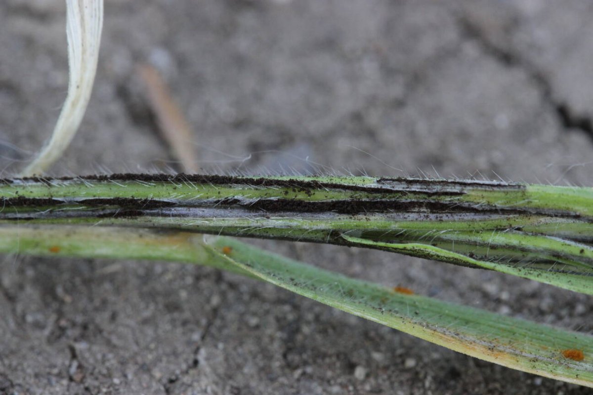 Rheinaue Friemersheim-0015.jpg