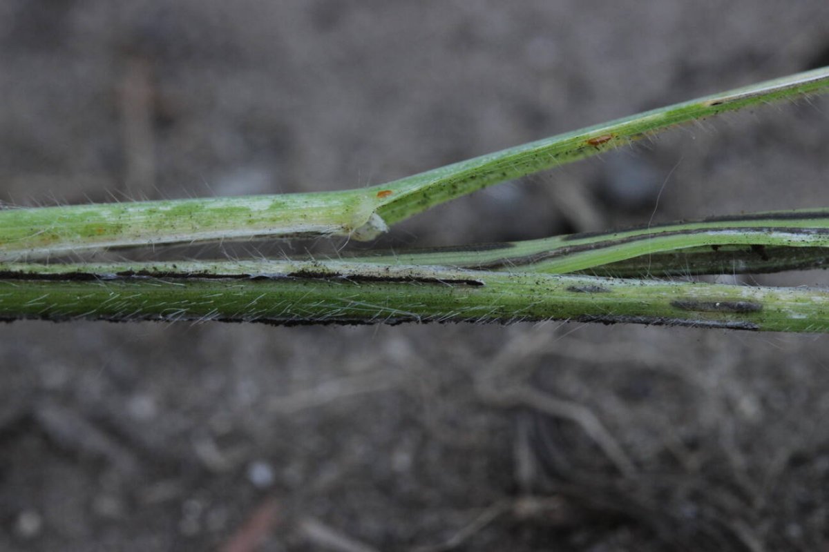 Rheinaue Friemersheim-0016.jpg