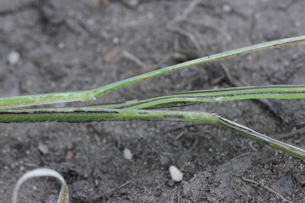 Rheinaue Friemersheim-0018.jpg