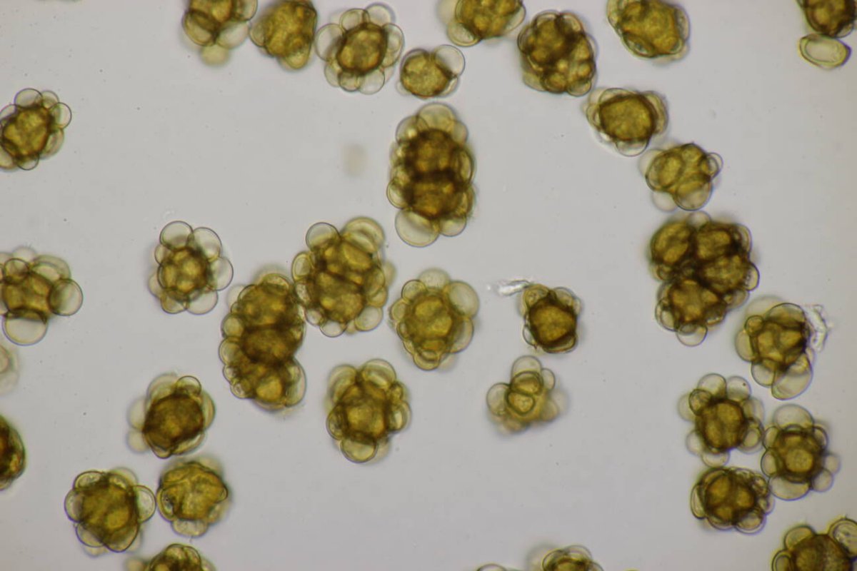 Rheinaue Friemersheim-0132.jpg