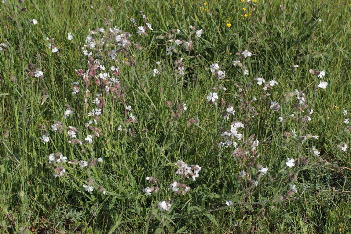 Rheinaue Friemersheim-0027.jpg