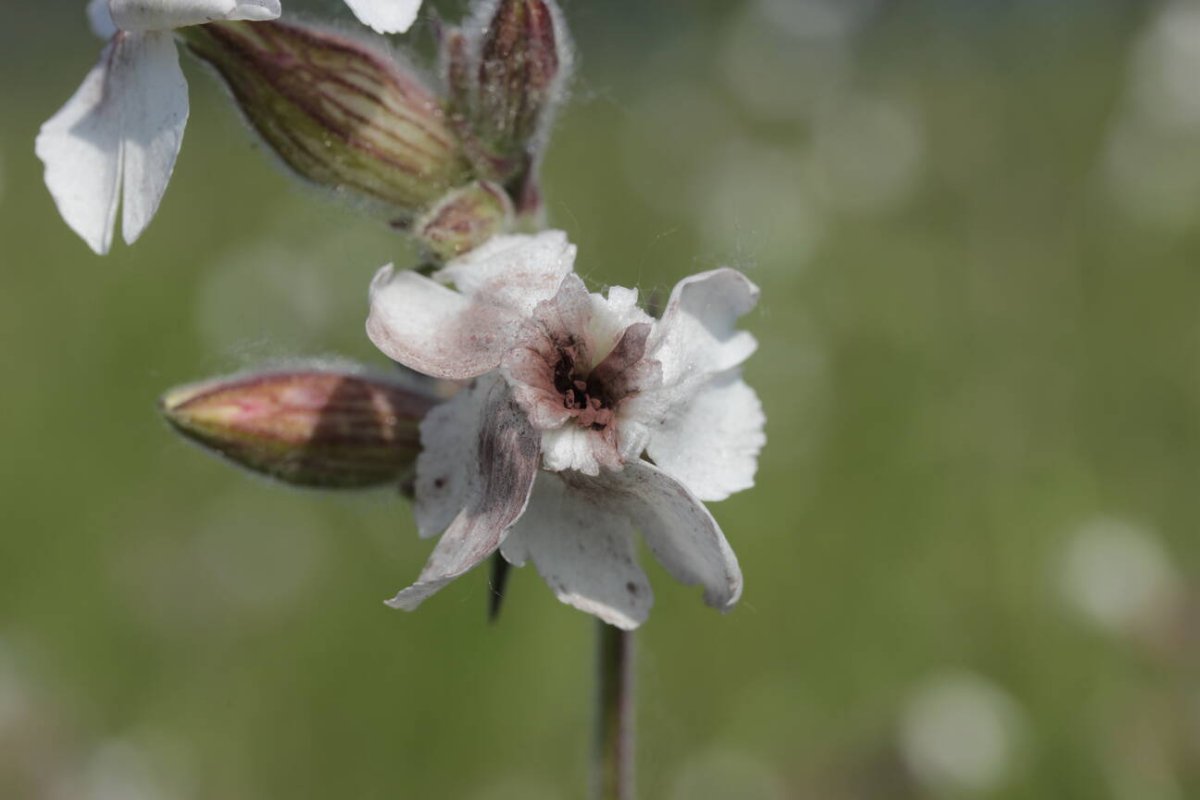 Rheinaue Friemersheim-0028.jpg